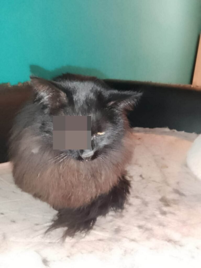 Desesperado pedido de ayuda para salvar a un gatito hallado en grave estado en barrio Standard