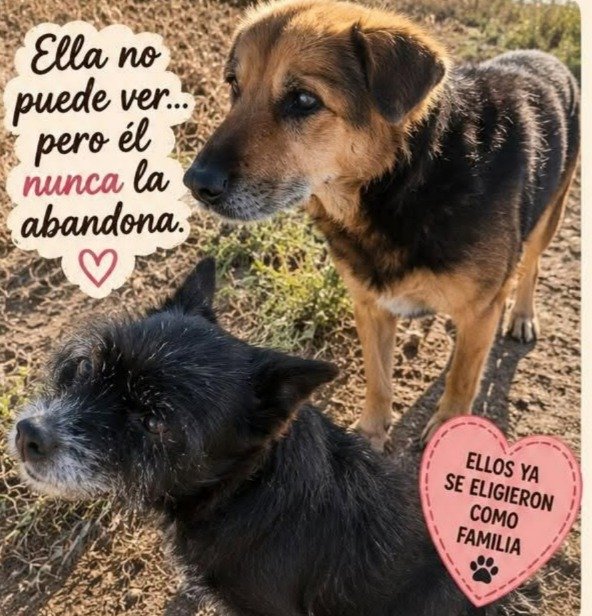 Piden ayuda urgente para dos perros que viven en la calle: retiraron las cuchas y quedaron a la intemperie