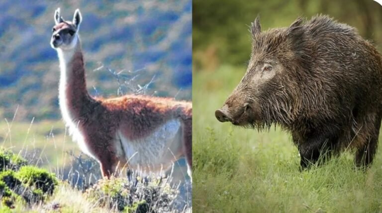 Río Negro busca habilitar la venta de carne de jabalí y guanaco
