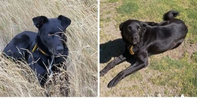 Buscan en Comodoro a Doki, el perro de una familia que perdió todo en un incendio en Puerto Patriada
