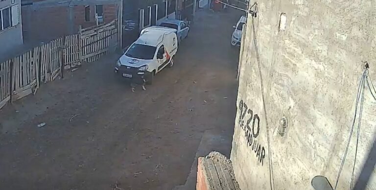 “La atropelló, la arrastró y se fue”: el desgarrador descargo de una familia tras la muerte de su perra