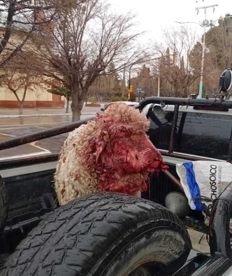 Dos pitbulls atacaron una chacra y mataron a más de ocho ovejas