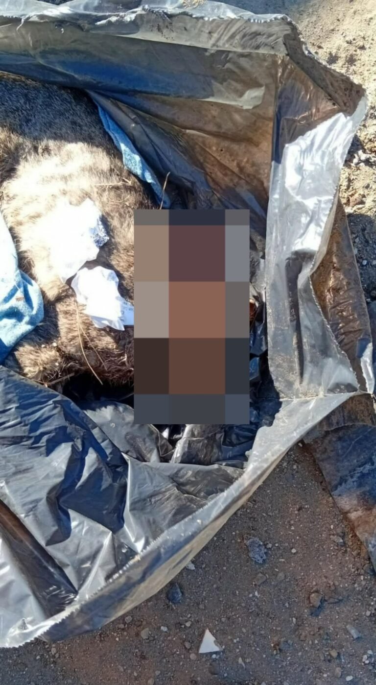 Denuncian un presunto caso de maltrato animal y aseguran que un gato fue asesinado