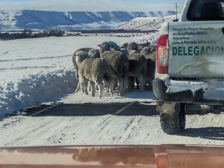 Despliegan un operativo para asistir a pobladores aislados por la nieve en el sur de Chubut