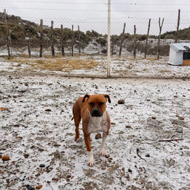 Piden nuevas donaciones para los perros del dispensario: necesitan mantas, correas y arneses