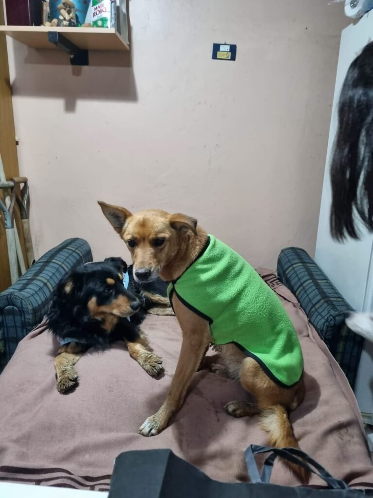 Coqui y Rubia cerraron la historia del rescate en el cerro Hermitte con una adopción