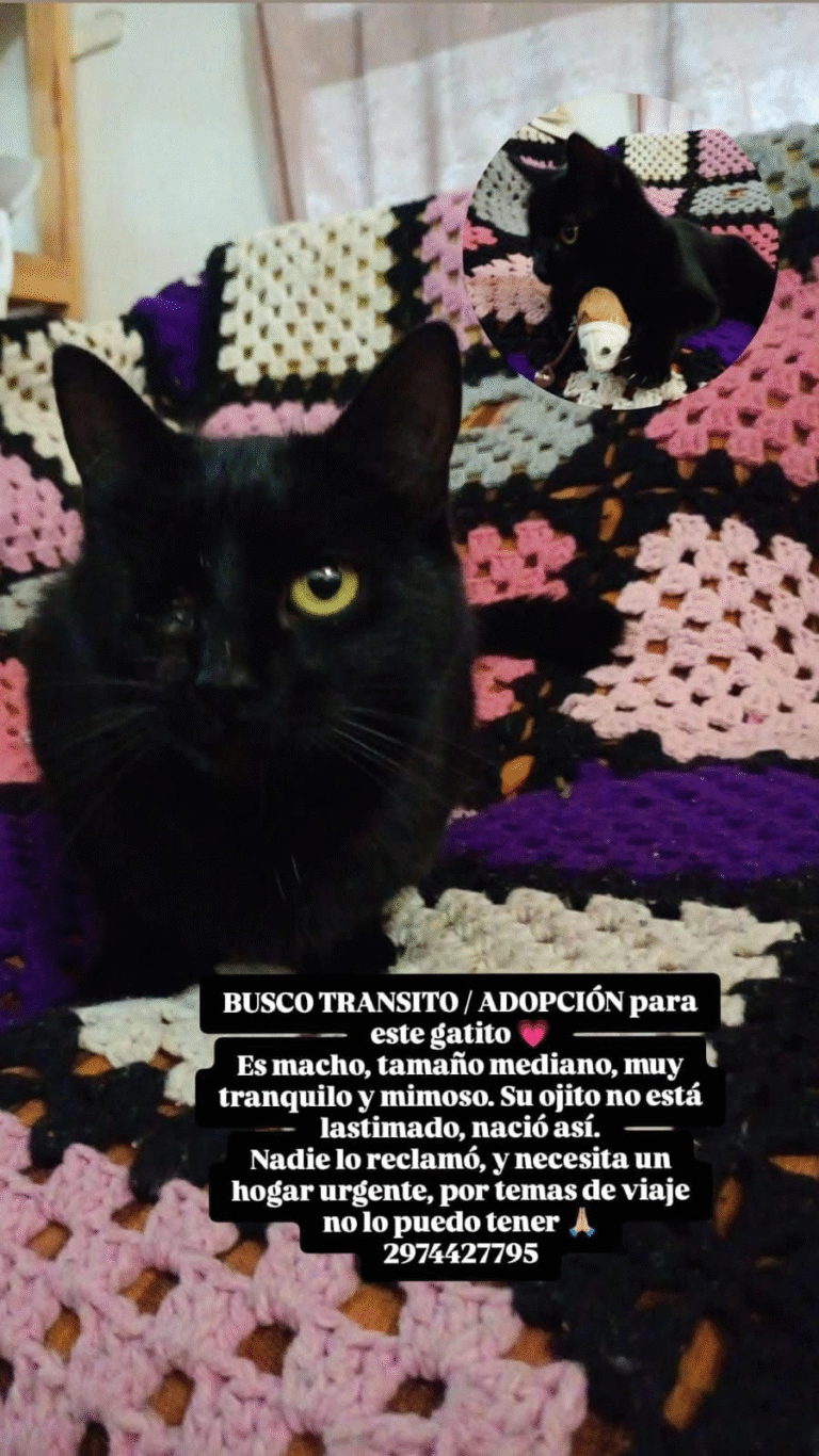 Buscan un hogar para un gatito: es muy mimoso y nació con un solo ojo