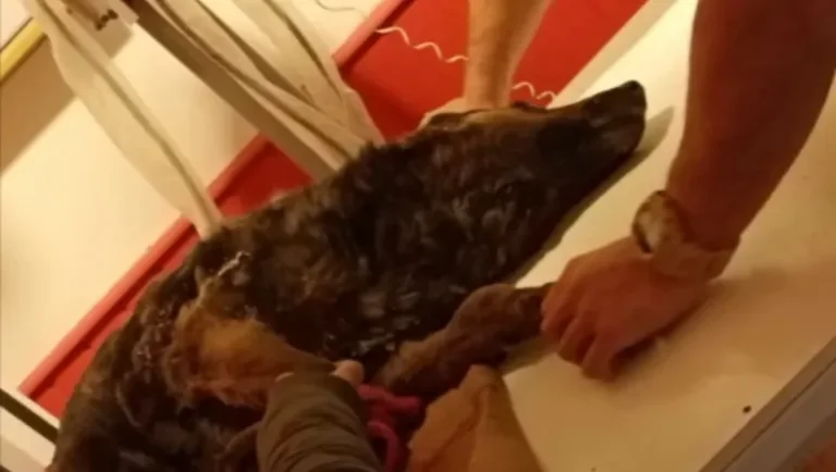 Crueldad animal: prendieron fuego a una perra y la abandonaron en un basural