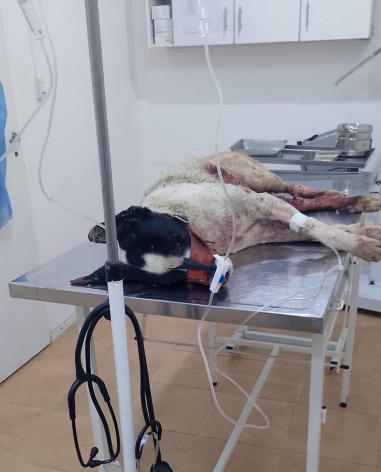 Conmoción en el barrio San Martín: dos dogos mataron a un perro comunitario