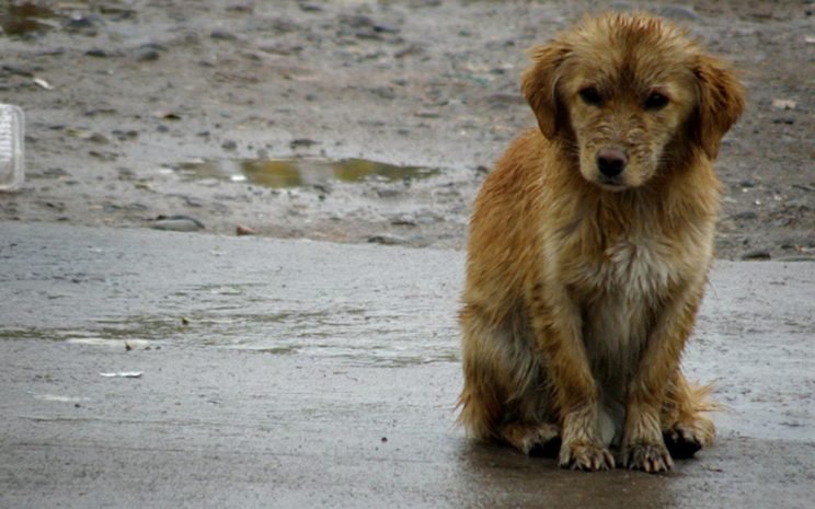 Difunden recomendaciones para proteger a perros y gatos durante los días de precipitaciones