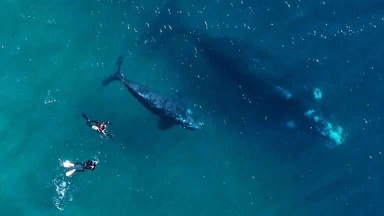 Preocupación por el buceo ilegal con ballenas en Puerto Madryn