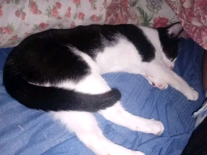 Una vecina pide ayuda para alimentar a sus mascotas: “Son parte de mi familia”