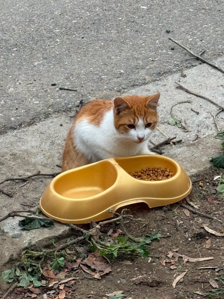 “Eran su gran prioridad”: tras la muerte de Olga, buscan hogares para sus gatitos