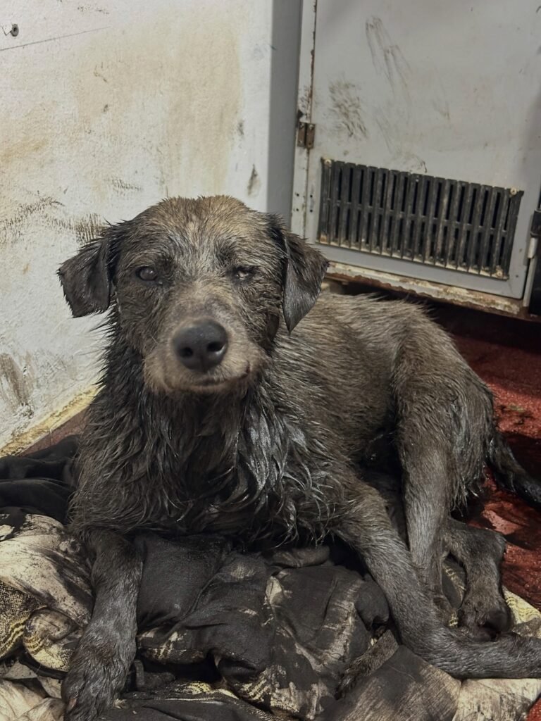 Nico, el perro que cayó en petróleo, continúa recuperándose: piden mantas y pollo