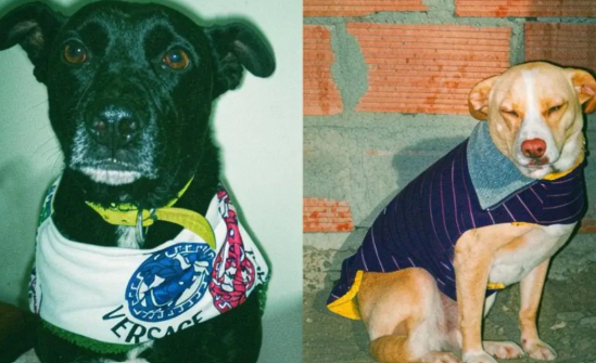 16 animales rescatados necesitan ayuda: impulsan una colecta para alimentarlos