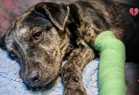Una cachorrita atropellada necesita ayuda para continuar con su recuperación