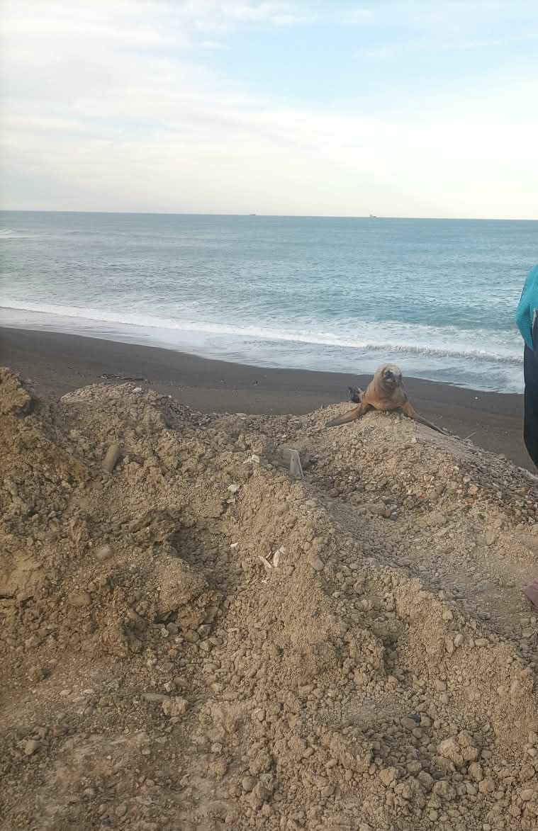 Hallaron un lobo marino en las inmediaciones del Colegio de Biología Marina
