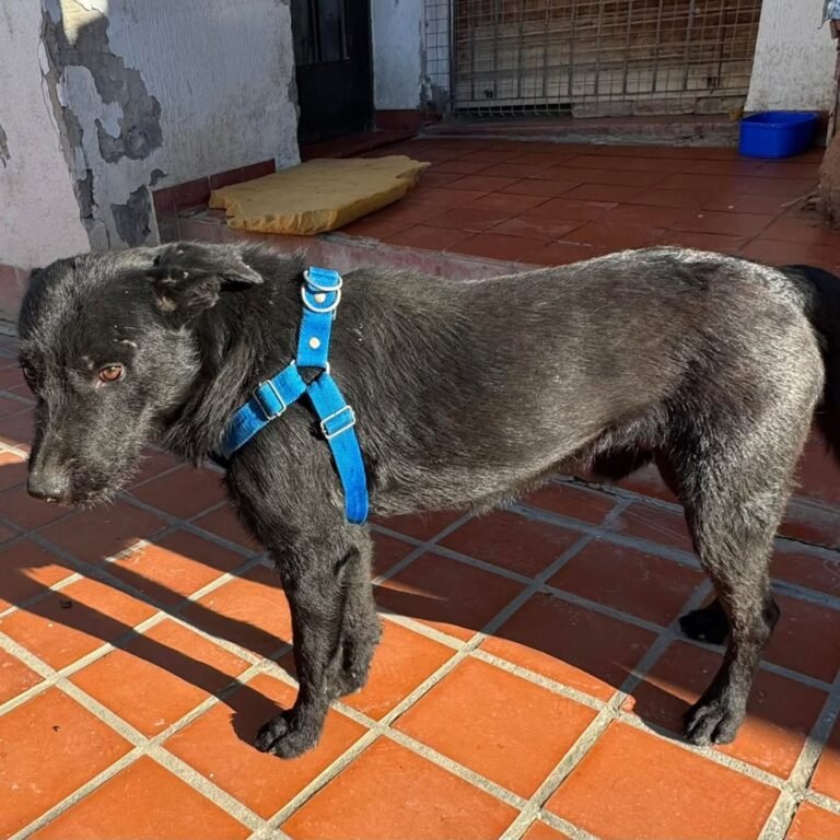 Buscan con urgencia un hogar de tránsito o una familia que adopte a un perro rescatado