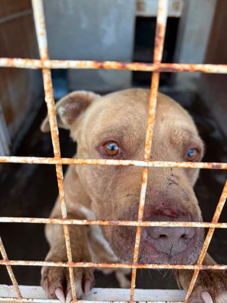 Piter busca una familia que le dé una segunda oportunidad