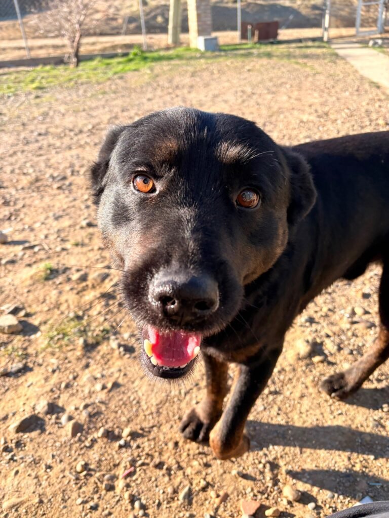 Marley necesita una oportunidad: hace tiempo espera un hogar y el encierro empieza a afectarlo