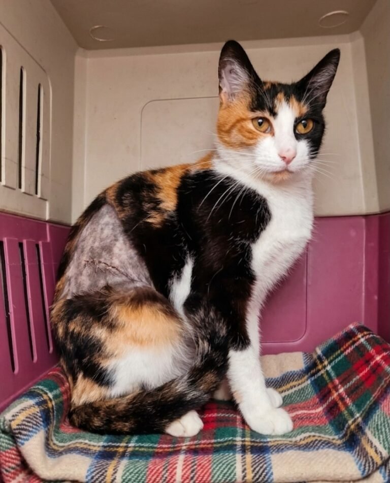 Siguen buscando un hogar para una de las gatas de Olga, la vecina de Km 3 que falleció