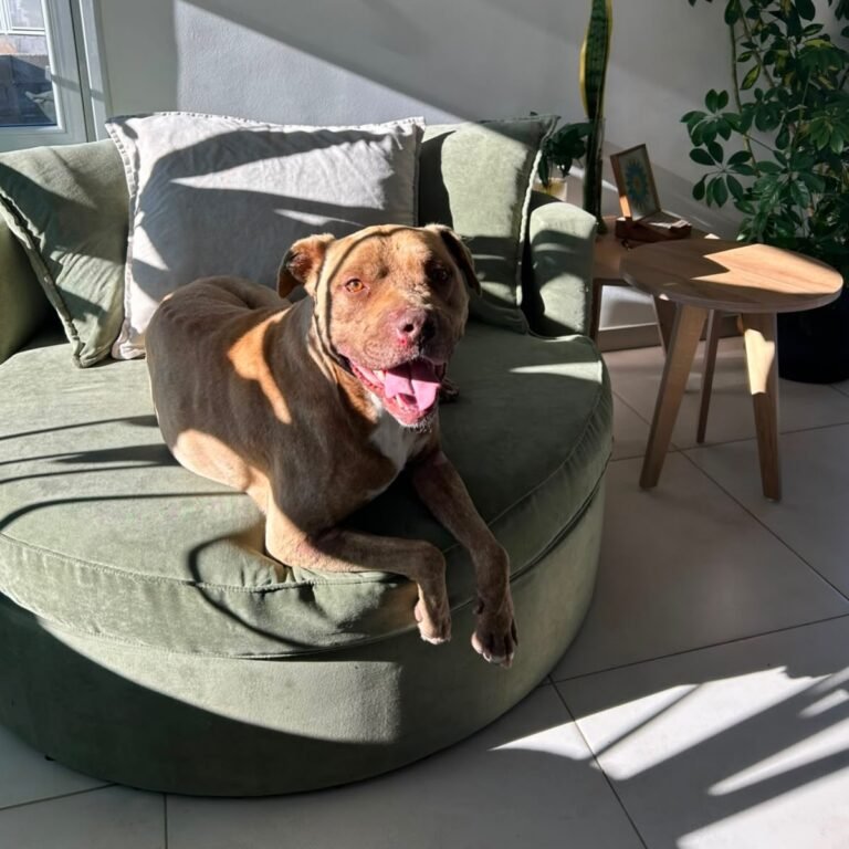 Piter encontró una nueva oportunidad y dejó atrás el canil