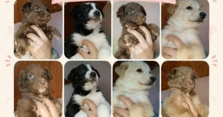 Buscan adopción responsable para ocho cachorros en Comodoro