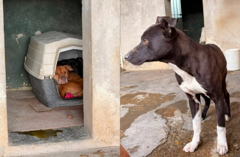 Piden tránsito o adopción para Mambo, uno de los perros rescatados en un allanamiento en Diadema