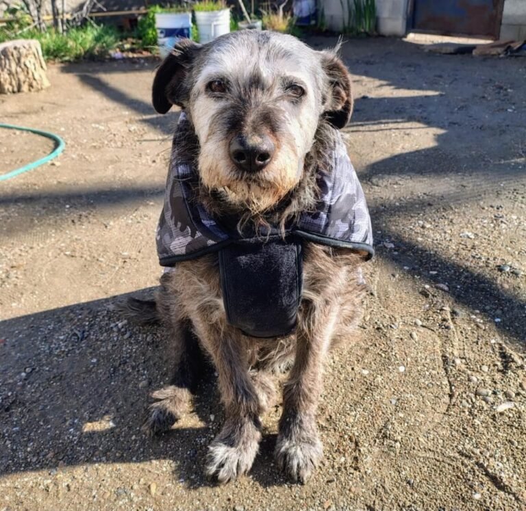 Indignación en barrio Castelli: le robaron la campera a una perrita viejita