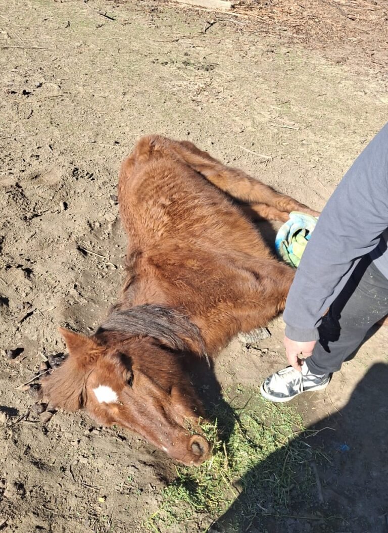 Maltrato animal: hallan a dos caballos en grave estado de desnutrición y abandono
