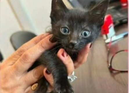 Buscan una familia responsable para una gatita no vidente de 45 días