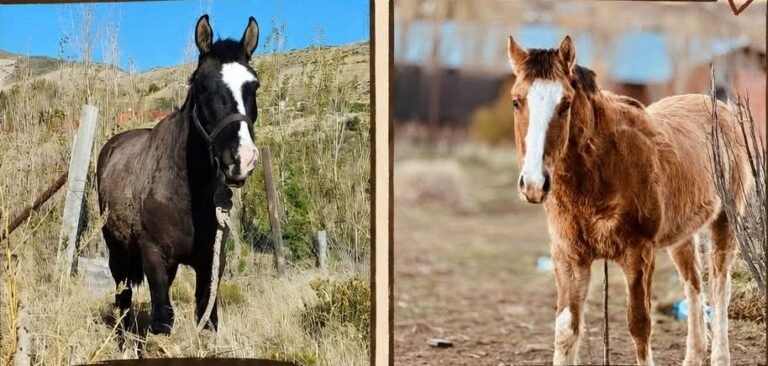 Desesperada búsqueda de Karma y Pampa, dos caballos perdidos en Bella Vista Norte