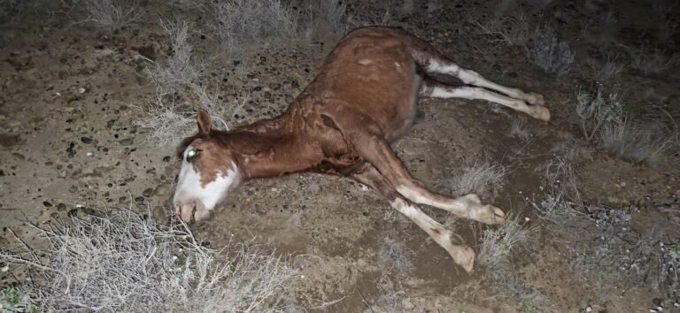 Impactante choque en Ruta 39: una camioneta embistió y mató a un caballo