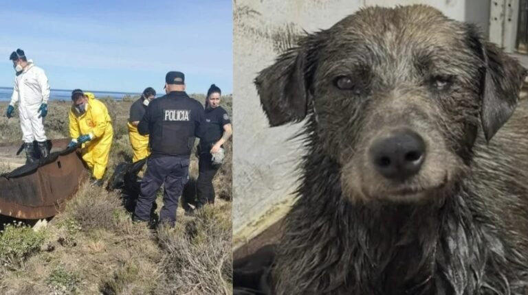 Un perro murió atrapado en petróleo y “Nico” permanece internado: investigan a los responsables