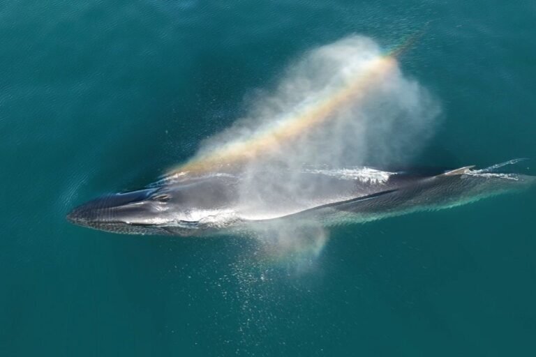 Registro histórico: logran rastrear por primera vez la ruta migratoria completa de una ballena sei