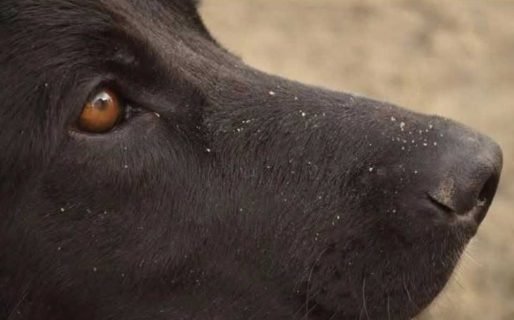 Comenzó en Rawson el juicio por el presunto envenenamiento de tres perros