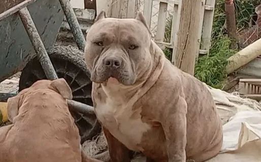 “No lo tengas sufriendo”: ofrecen recompensa por ‘Moto’, un perro que necesita medicación