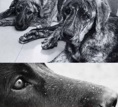 Crueldad animal: inicia el juicio por el envenenamiento de tres perros con carbofurán