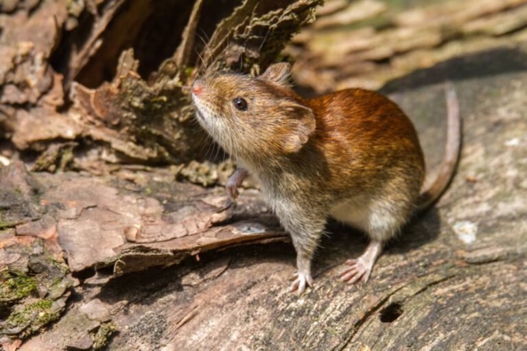 Murió un joven de 26 años por hantavirus y hay 15 personas aisladas
