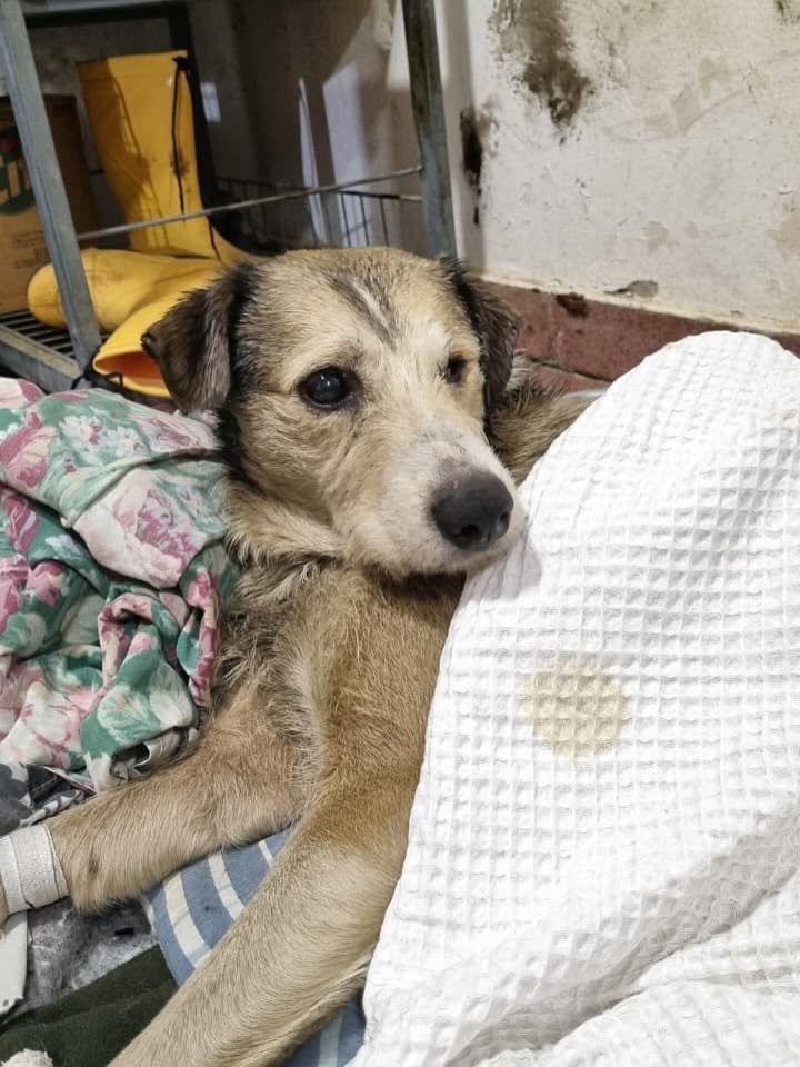 Nico muestra avances: el perro que cayó en petróleo respira mejor, pero sigue delicado