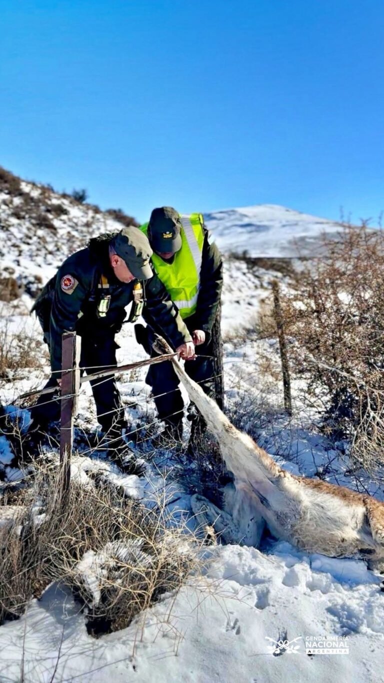 Rescataron a un guanaco que había quedado atrapado en un alambrado