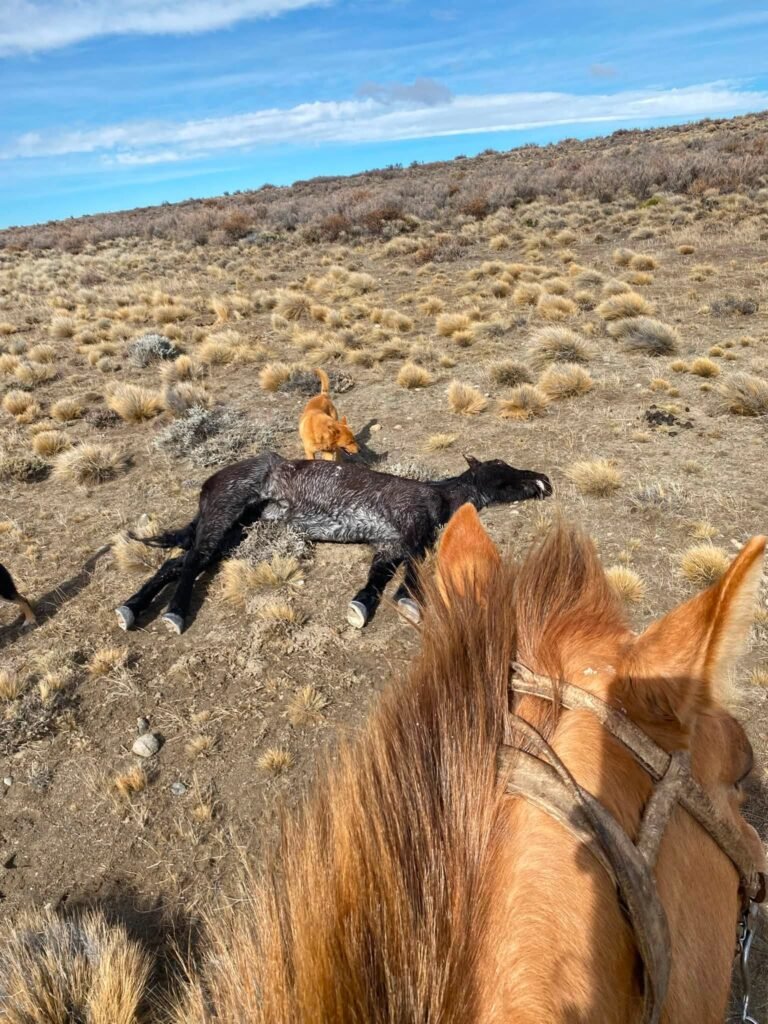 Encontraron caballos muertos en un campo de Río Mayo y aseguran que presentaban extrañas mutilaciones