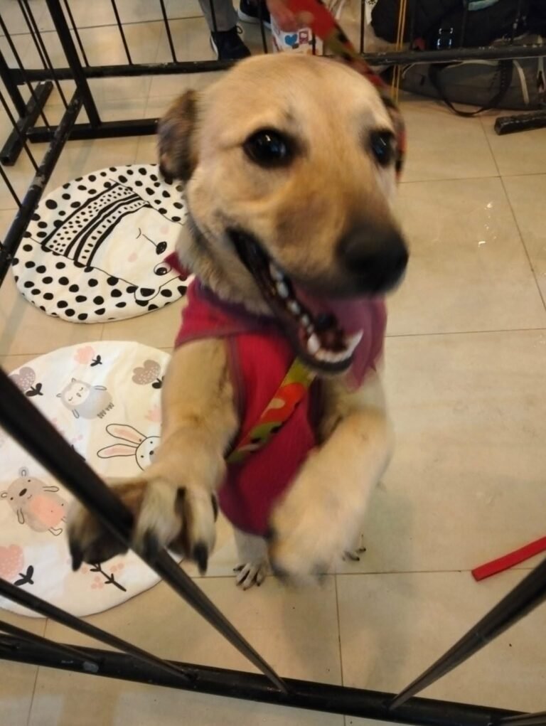 Rompió unos zapatos y terminó sin familia: una perrita busca un hogar definitivo