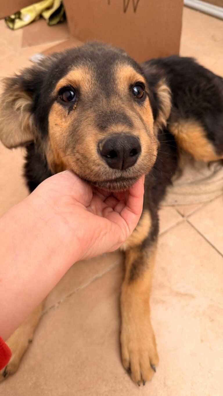 Tres cachorros buscan nombre y ayuda para recibir sus primeras vacunas