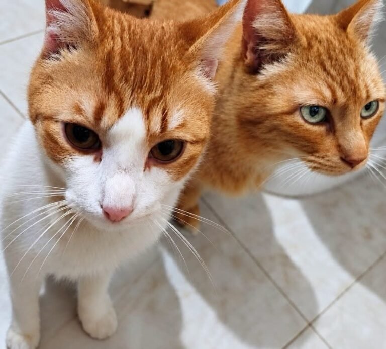 Los rescataron de la casa de Olga y ahora buscan un hogar juntos