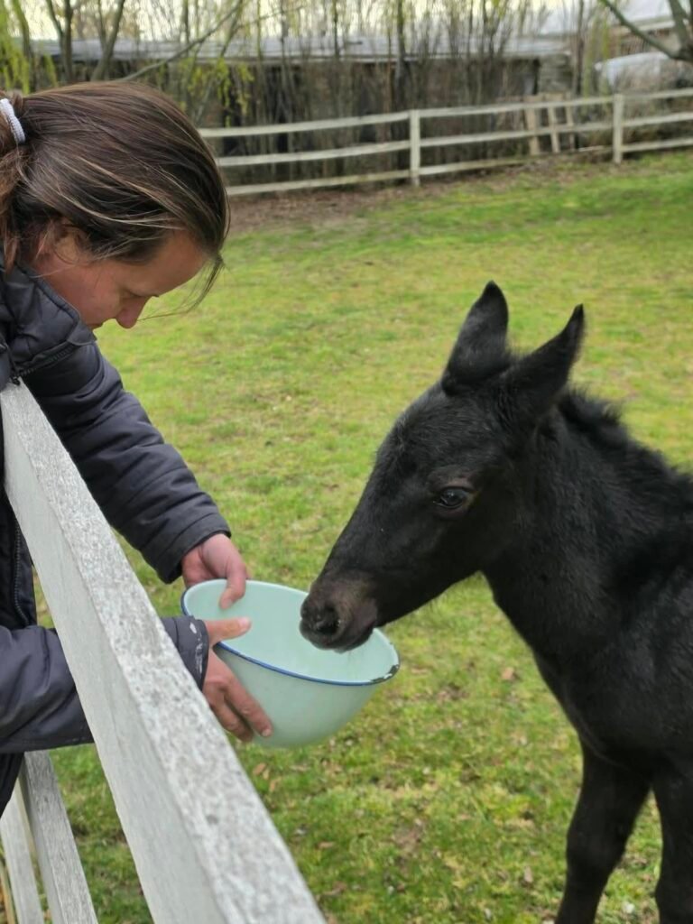 Anastasia, la potranca hallada junto al cuerpo de su madre, comenzó una nueva vida en su hogar definitivo