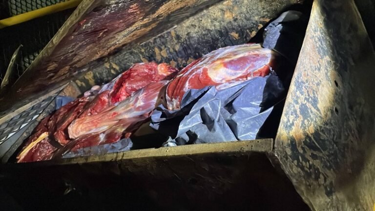 Interceptan en Ramón Santos una camioneta que transportaba unos cuatro guanacos carneados fuera de temporada