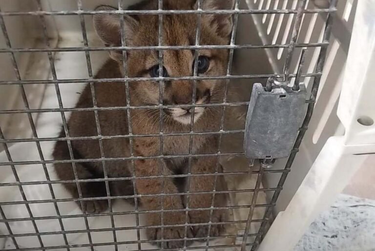 Desmintieron la presencia de un cachorro de puma suelto en las calles de Rada Tilly