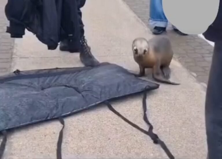 Vecinos de Rada Tilly exigen personal capacitado para la intervención ante animales silvestres