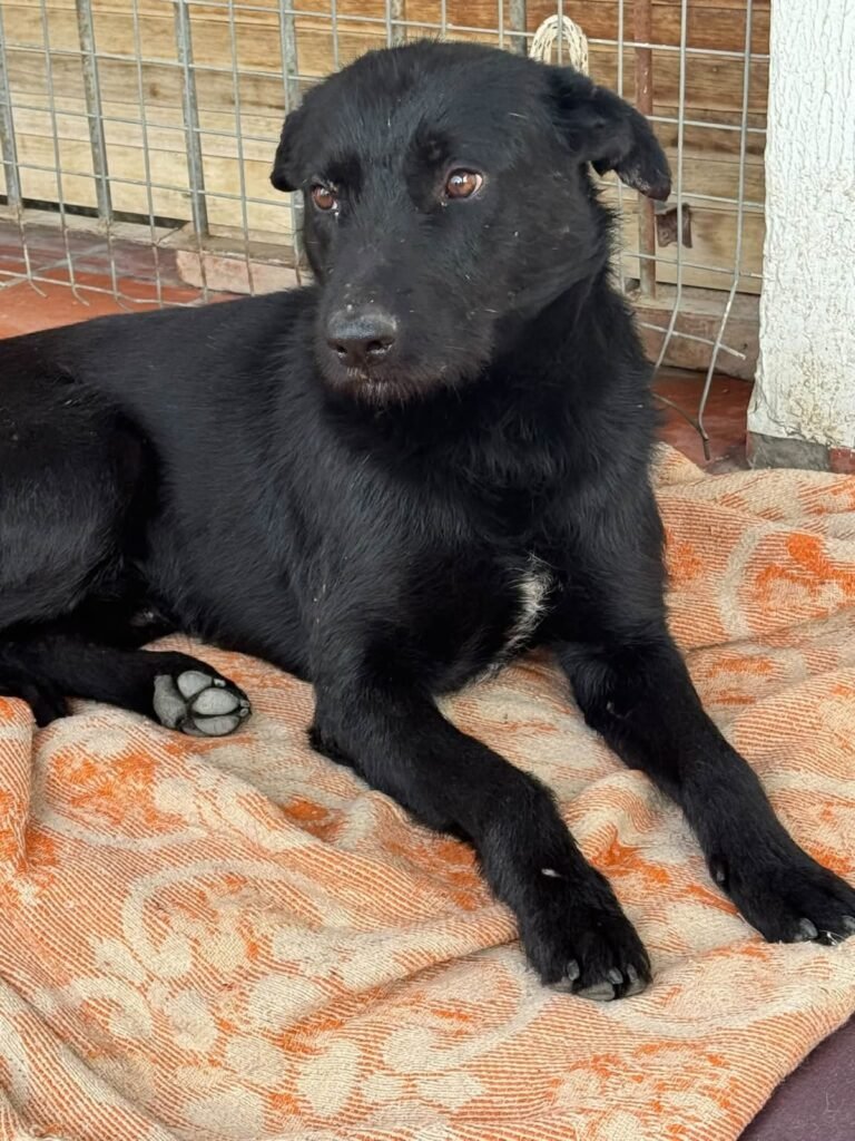Estaba en un hogar de tránsito, se perdió y afirman haberlo visto desorientado